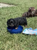 Willow SOLD , a female Miniature Dachshund for sale in Smithfield, VA – 5 of 5