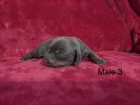 Spike, a male Miniature Dachshund for sale in Smithfield, VA – 2 of 3