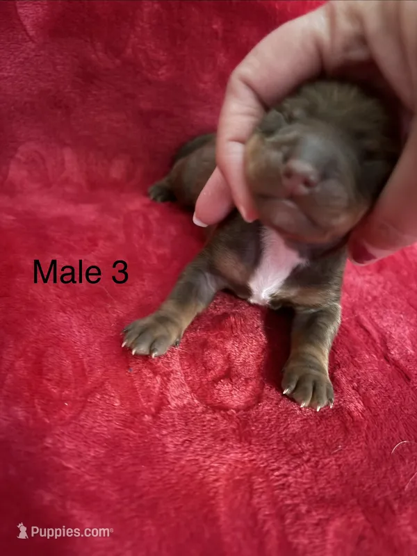 Spike – Miniature Dachshund puppy for sale in Smithfield, VA