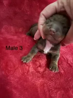 Spike, a male Miniature Dachshund for sale in Smithfield, VA – 1 of 3