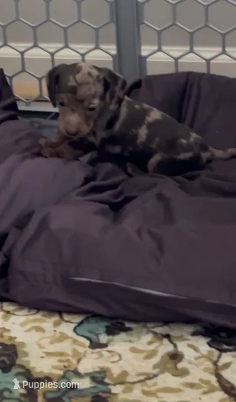 Toby – Miniature Dachshund puppy for sale in Smithfield, VA