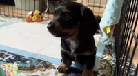 Willow SOLD , a female Miniature Dachshund for sale in Smithfield, VA – 2 of 5
