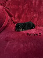 Izzy ON HOLD, a female Miniature Dachshund for sale in Smithfield, VA – 2 of 4