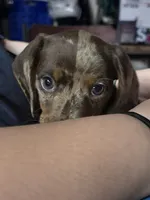 Cowboy, a male Miniature Dachshund for sale in Smithfield, VA – 7 of 8