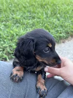 Willow SOLD , a female Miniature Dachshund for sale in Smithfield, VA – 4 of 5