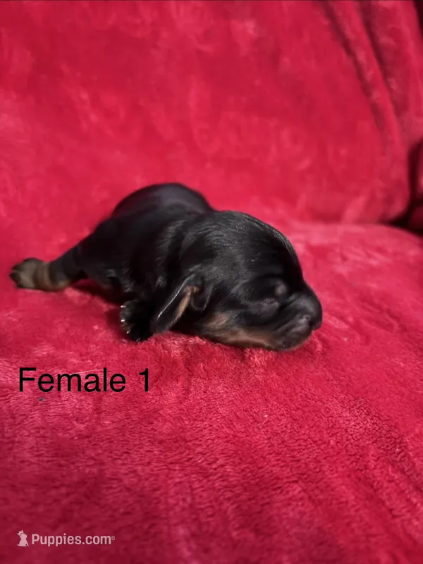 Tequila – Miniature Dachshund puppy for sale in Smithfield, VA