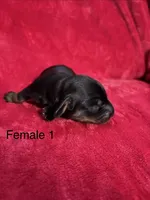 Tequila, a female Miniature Dachshund for sale in Smithfield, VA – 1 of 4