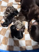 Cowboy, a male Miniature Dachshund for sale in Smithfield, VA – 8 of 8
