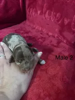 Cowboy, a male Miniature Dachshund for sale in Smithfield, VA – 1 of 4