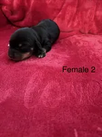 Izzy ON HOLD, a female Miniature Dachshund for sale in Smithfield, VA – 4 of 4