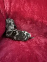 Toby, a male Miniature Dachshund for sale in Smithfield, VA – 4 of 4