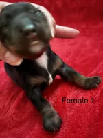 Tequila, a female Miniature Dachshund for sale in Smithfield, VA – 3 of 4