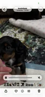 Willow SOLD , a female Miniature Dachshund for sale in Smithfield, VA – 3 of 5