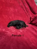 Tequila, a female Miniature Dachshund for sale in Smithfield, VA – 4 of 4