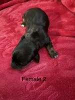 Izzy ON HOLD, a female Miniature Dachshund for sale in Smithfield, VA – 3 of 4