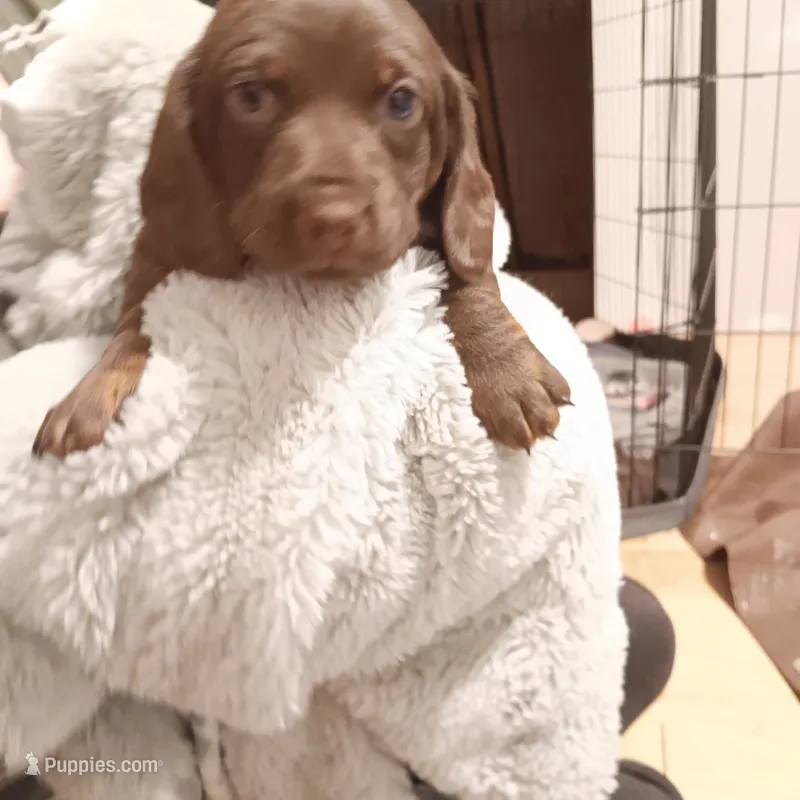 Azlo – Miniature Dachshund puppy for sale in Medford, OR