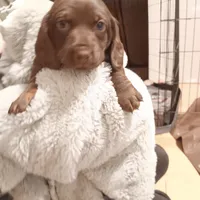 Azlo, a male Miniature Dachshund for sale in Medford, OR – 1 of 1