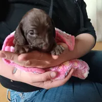 Melody, a female Miniature Dachshund for sale in Medford, OR – 1 of 1