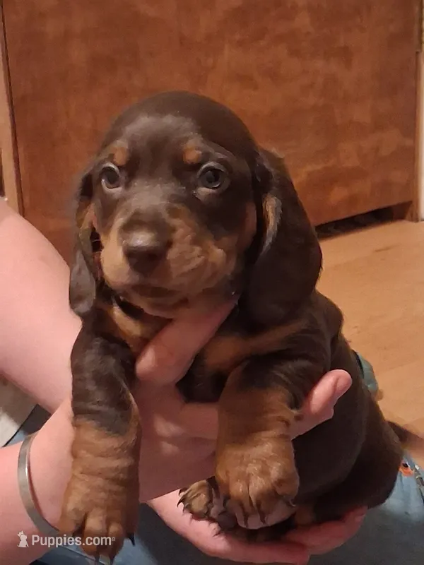 Angelo – Miniature Dachshund puppy on hold in Medford, OR