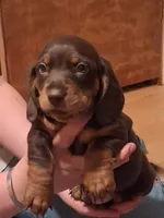 Angelo, a male Miniature Dachshund for sale in Medford, OR – 1 of 1