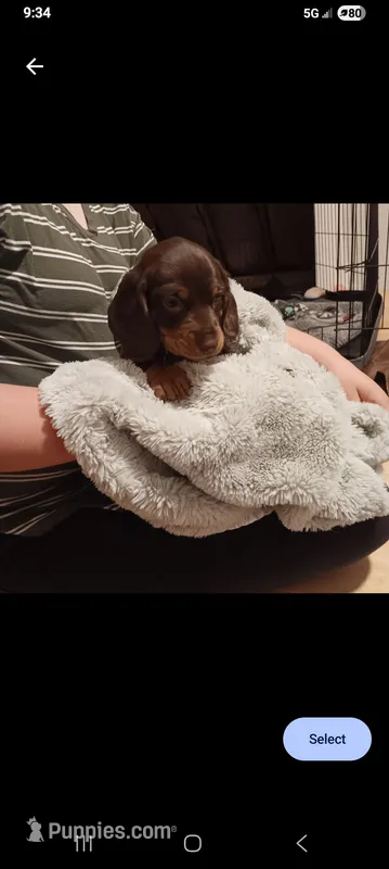 Bizby – Miniature Dachshund puppy for sale in Medford, OR