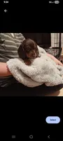 Bizby, a male Miniature Dachshund for sale in Medford, OR – 1 of 1