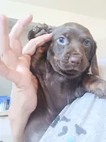 Echo, a female Miniature Dachshund for sale in Medford, OR – 1 of 2