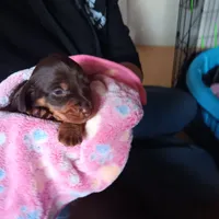 Echo, a female Miniature Dachshund for sale in Medford, OR – 2 of 2