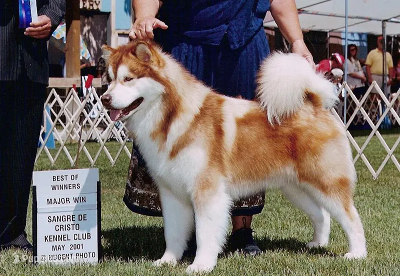 Coming soon – Alaskan Malamute puppy for sale in Incline Village-Crystal Bay, NV