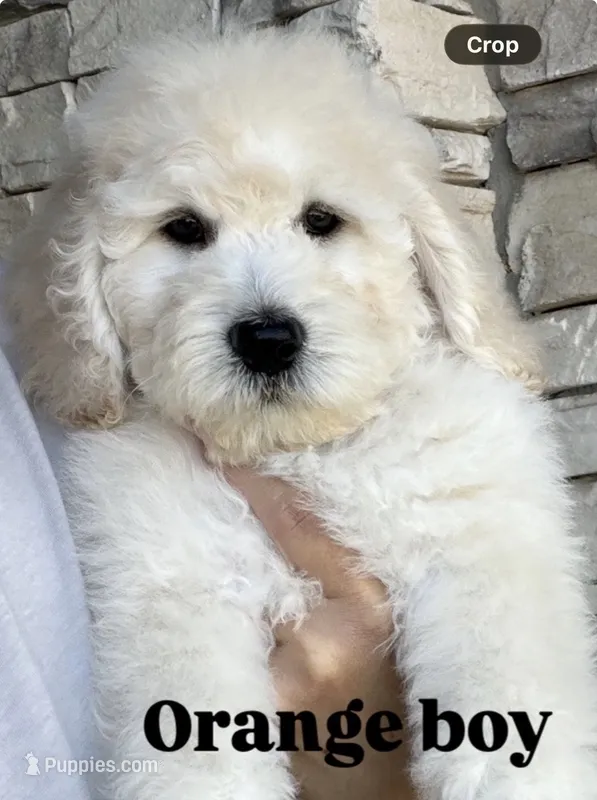 Orange Collar - Ready Now - Vet Checked + Vaccinated – Goldendoodle puppy for sale in Saint George, UT