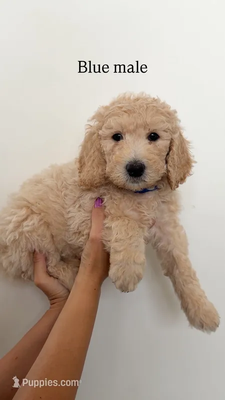 Blue Collar Boy – Goldendoodle puppy for sale in Saint George, UT