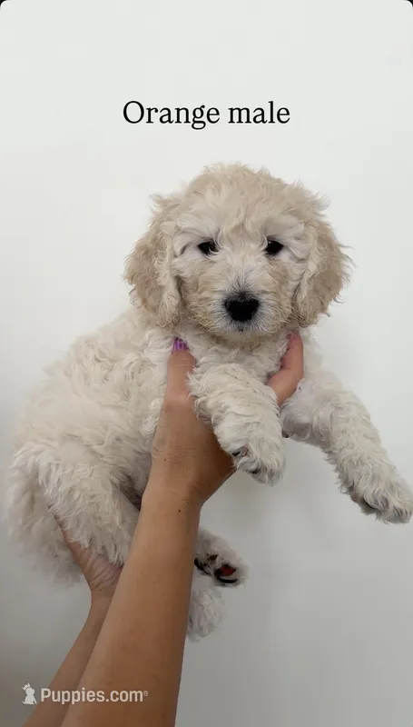 Orange Collar Boy – Goldendoodle puppy for sale in Saint George, UT