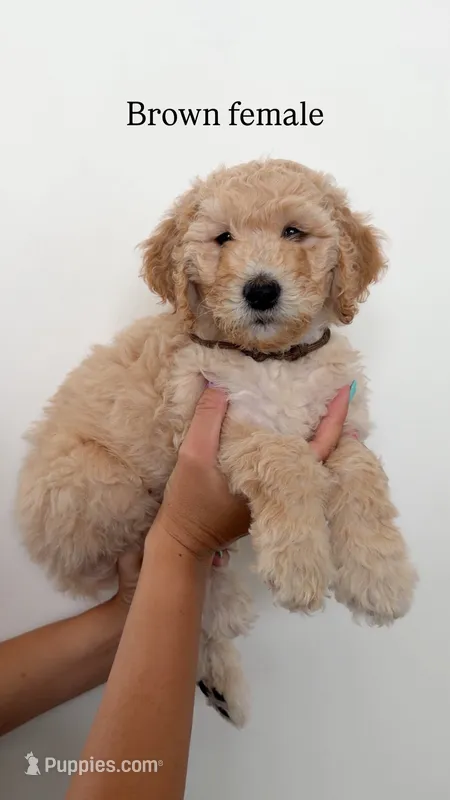 Brown Collar Girl – Goldendoodle puppy for sale in Saint George, UT