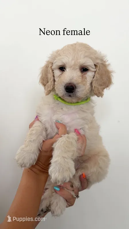 Neon Collar Girl – Goldendoodle puppy for sale in Saint George, UT