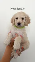 Neon Collar Girl, a female Goldendoodle for sale in Saint George, UT – 1 of 1