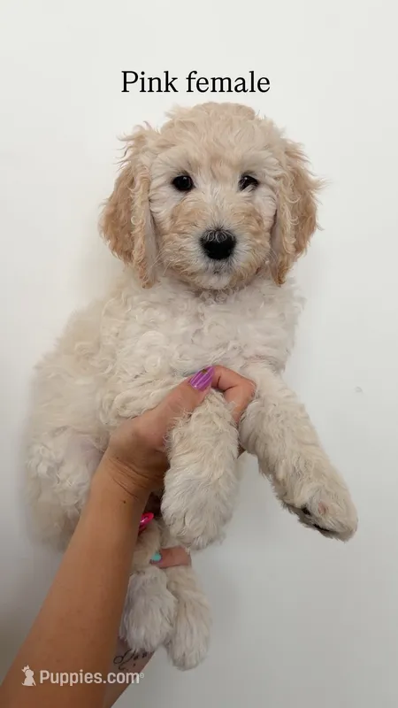 Pink Collar Girl – Goldendoodle puppy for sale in Saint George, UT
