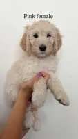 Pink Collar Girl, a female Goldendoodle for sale in Saint George, UT – 1 of 1