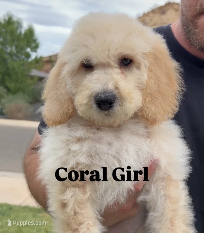 Coral Collar - Ready Now - Vet Checked + Vaccinated – Goldendoodle puppy for sale in Saint George, UT