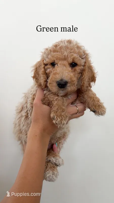 Green Collar Boy – Goldendoodle puppy for sale in Saint George, UT