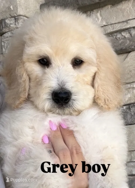 Grey Collar - Ready Now - Vet Checked + Vaccinated – Goldendoodle puppy for sale in Saint George, UT