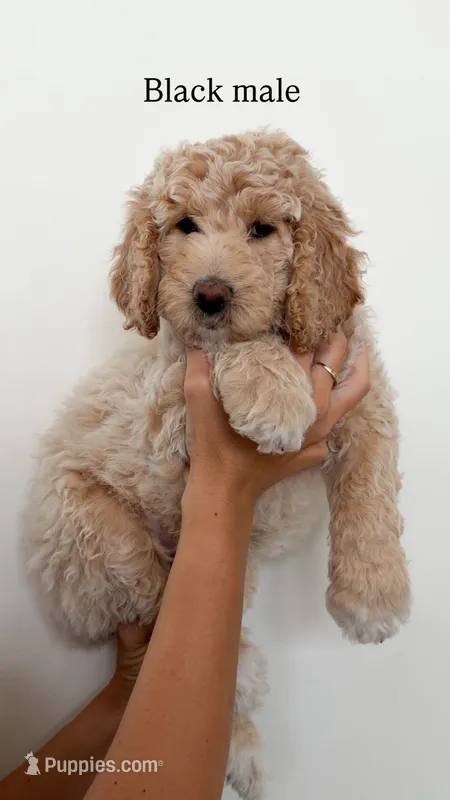 Black Collar Boy – Goldendoodle puppy for sale in Saint George, UT