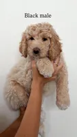 Black Collar Boy, a male Goldendoodle for sale in Saint George, UT – 1 of 1