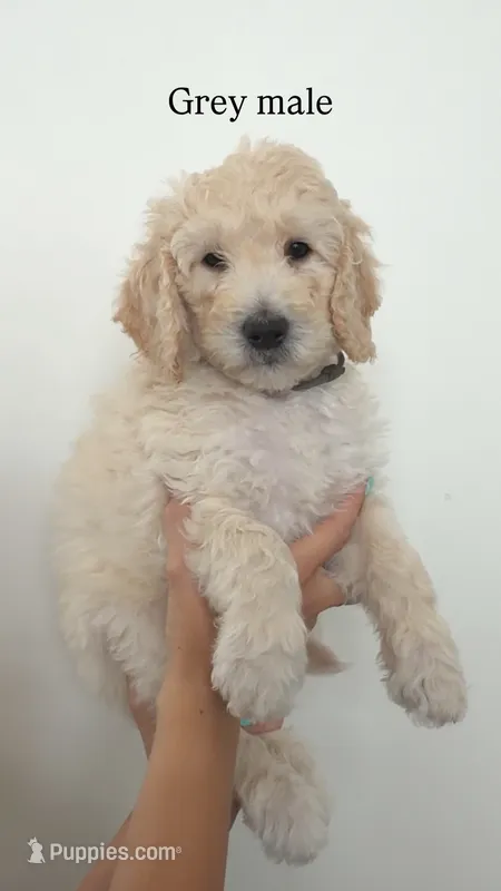 Grey Collar Boy – Goldendoodle puppy for sale in Saint George, UT
