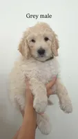 Grey Collar Boy, a male Goldendoodle for sale in Saint George, UT – 1 of 1
