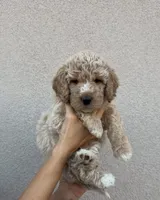 Navy Collar Boy, a male Goldendoodle for sale in Saint George, UT – 2 of 3