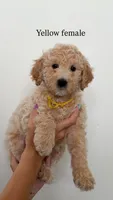 Yellow Collar Girl, a female Goldendoodle for sale in Saint George, UT – 1 of 1
