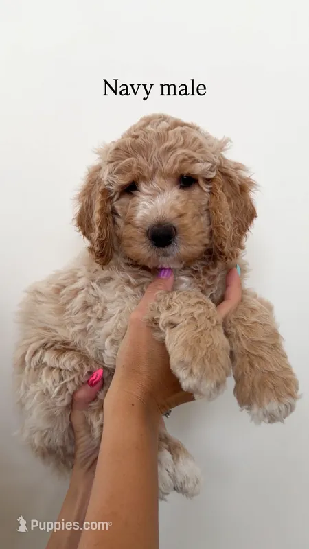 Navy Collar Boy – Goldendoodle puppy for sale in Saint George, UT