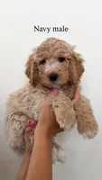 Navy Collar Boy, a male Goldendoodle for sale in Saint George, UT – 1 of 3