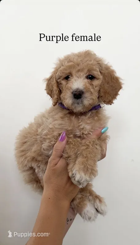 Purple Collar Girl – Goldendoodle puppy for sale in Saint George, UT