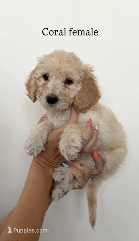 Coral Collar Girl – Goldendoodle puppy for sale in Saint George, UT